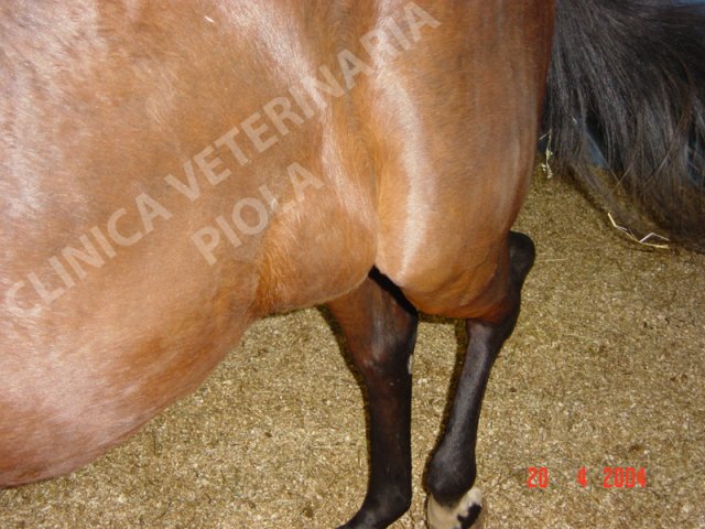 Ernia addominale in fattrice a termine gravidanza